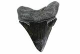 Fossil Megalodon Tooth - South Carolina #153829-1